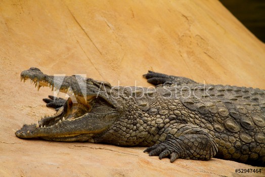 Picture of Crocodile is cooling down with mouth open